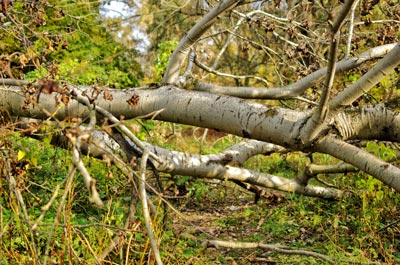 Recogida de podas y madera en Madrid