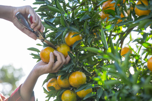 cuándo podar limonero